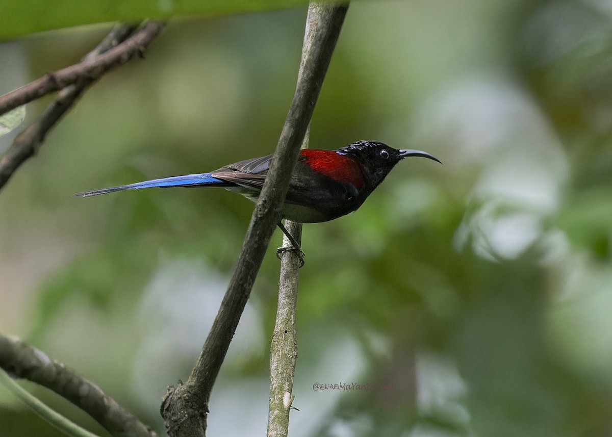 strdimil černohrdlý - ML646288607