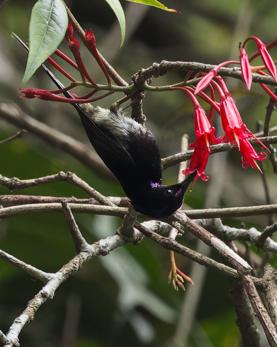 strdimil černohrdlý - ML646288608