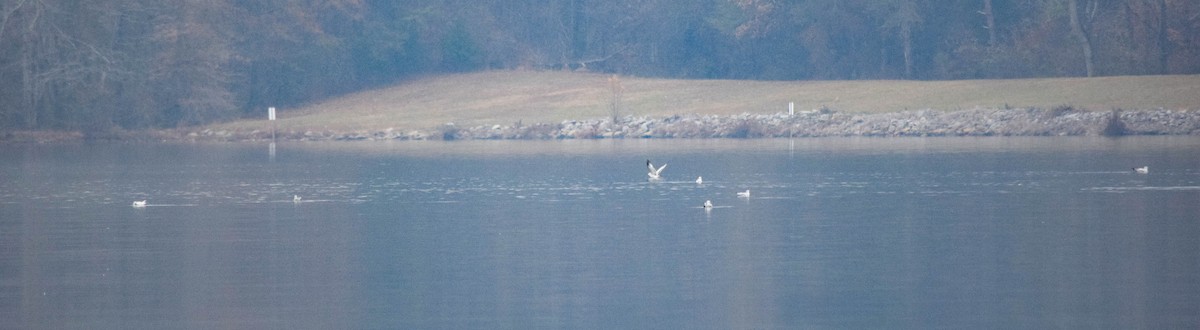 racek Bonapartův - ML646288610