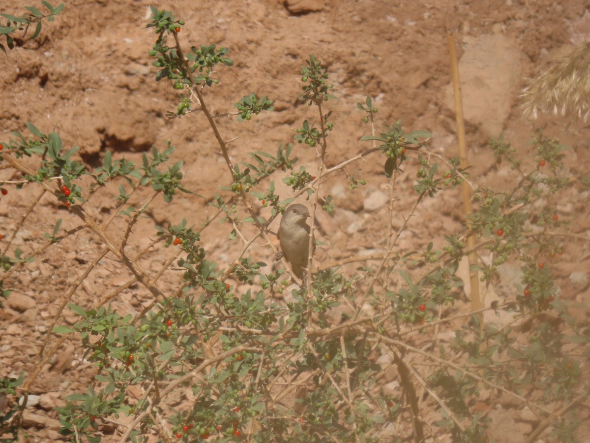 Barred Warbler - ML646288611