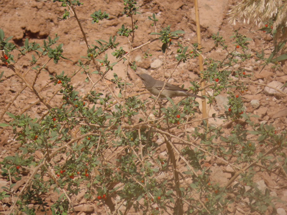 Barred Warbler - ML646288612