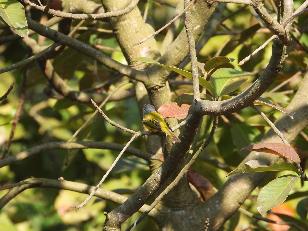 Gray-headed Canary-Flycatcher - ML646288613