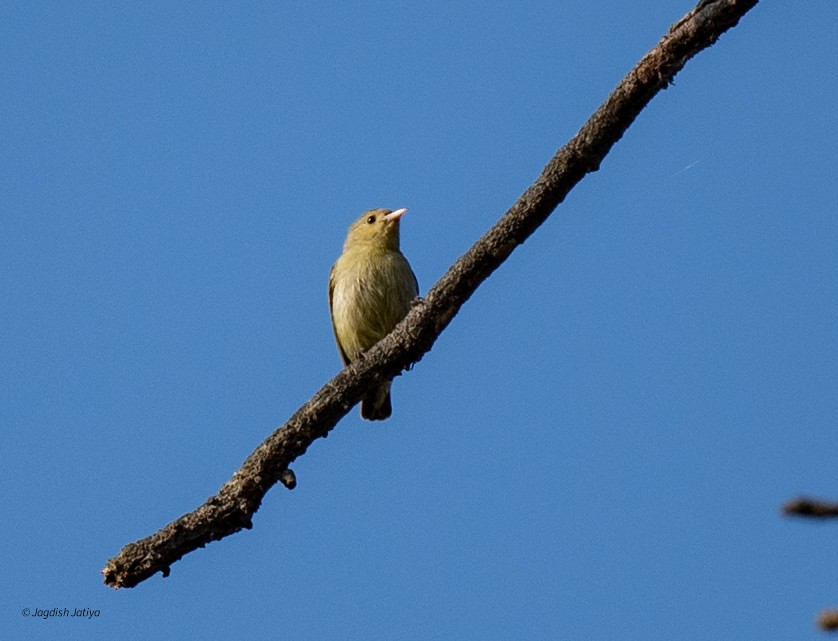 květozob křivozobý - ML646288614