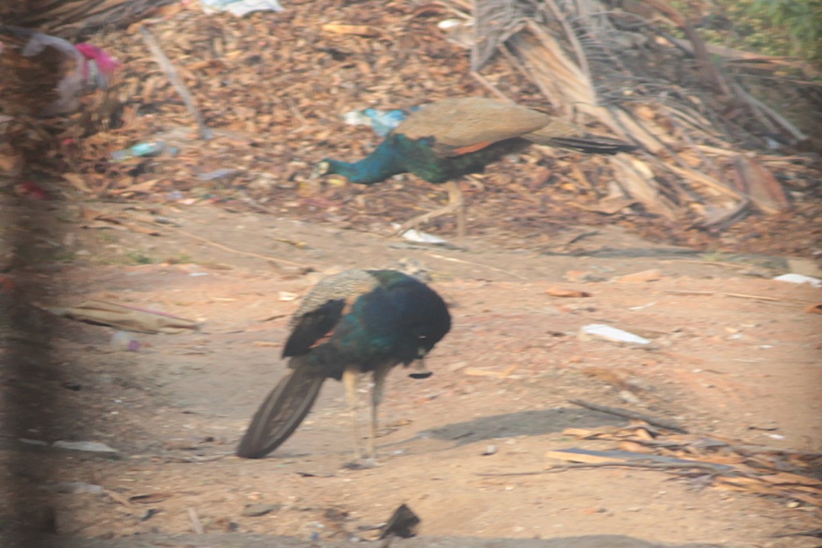 páv korunkatý - ML646288615