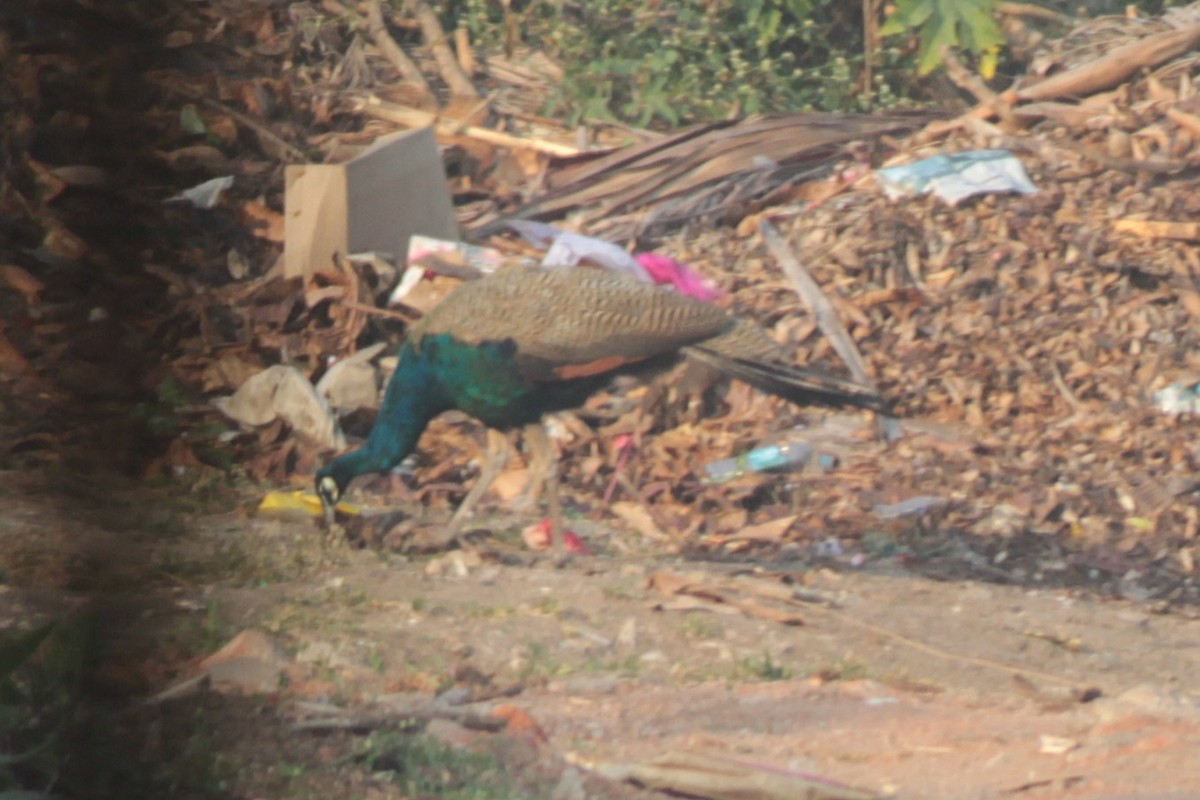 páv korunkatý - ML646288616