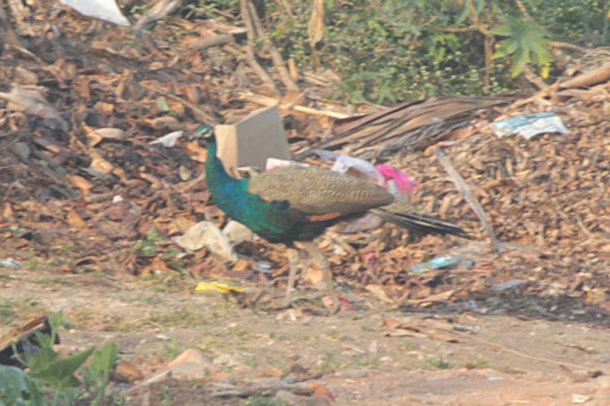 páv korunkatý - ML646288617