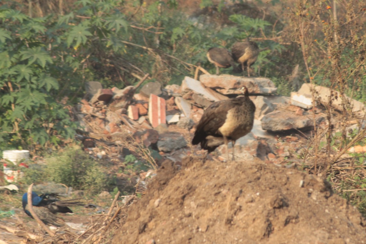 páv korunkatý - ML646288618