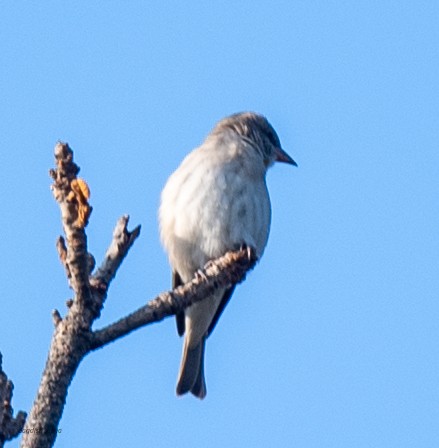 vrabec hnědoramenný - ML646288619