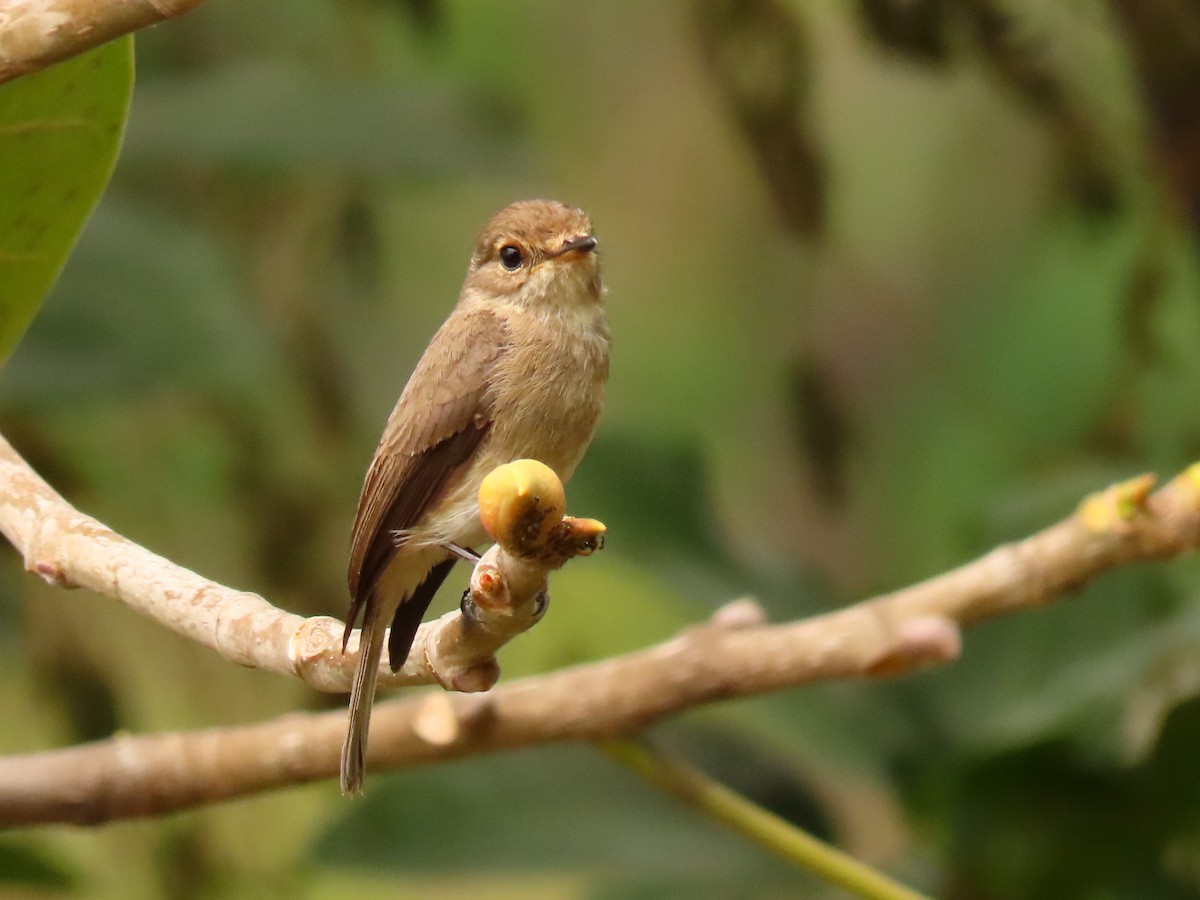 African Dusky Flycatcher - ML646288620