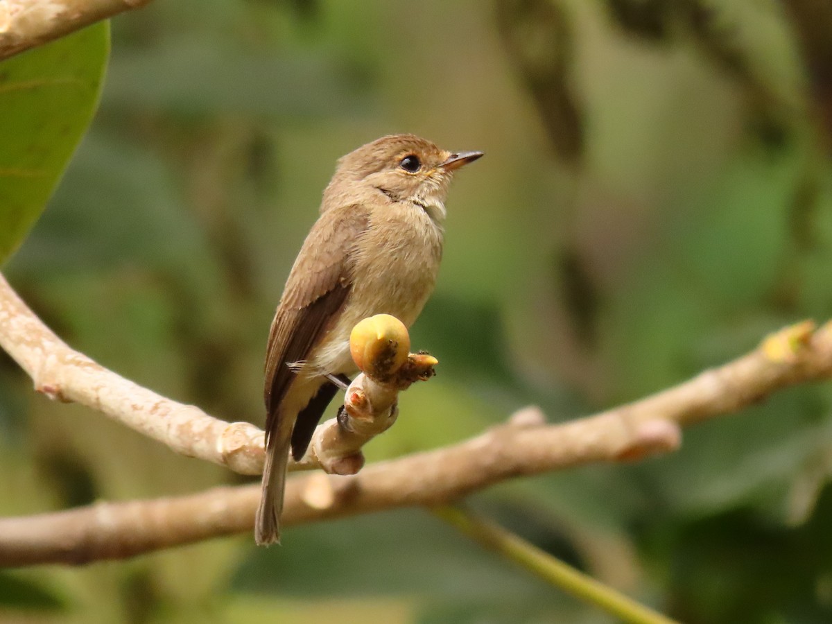 African Dusky Flycatcher - ML646288621