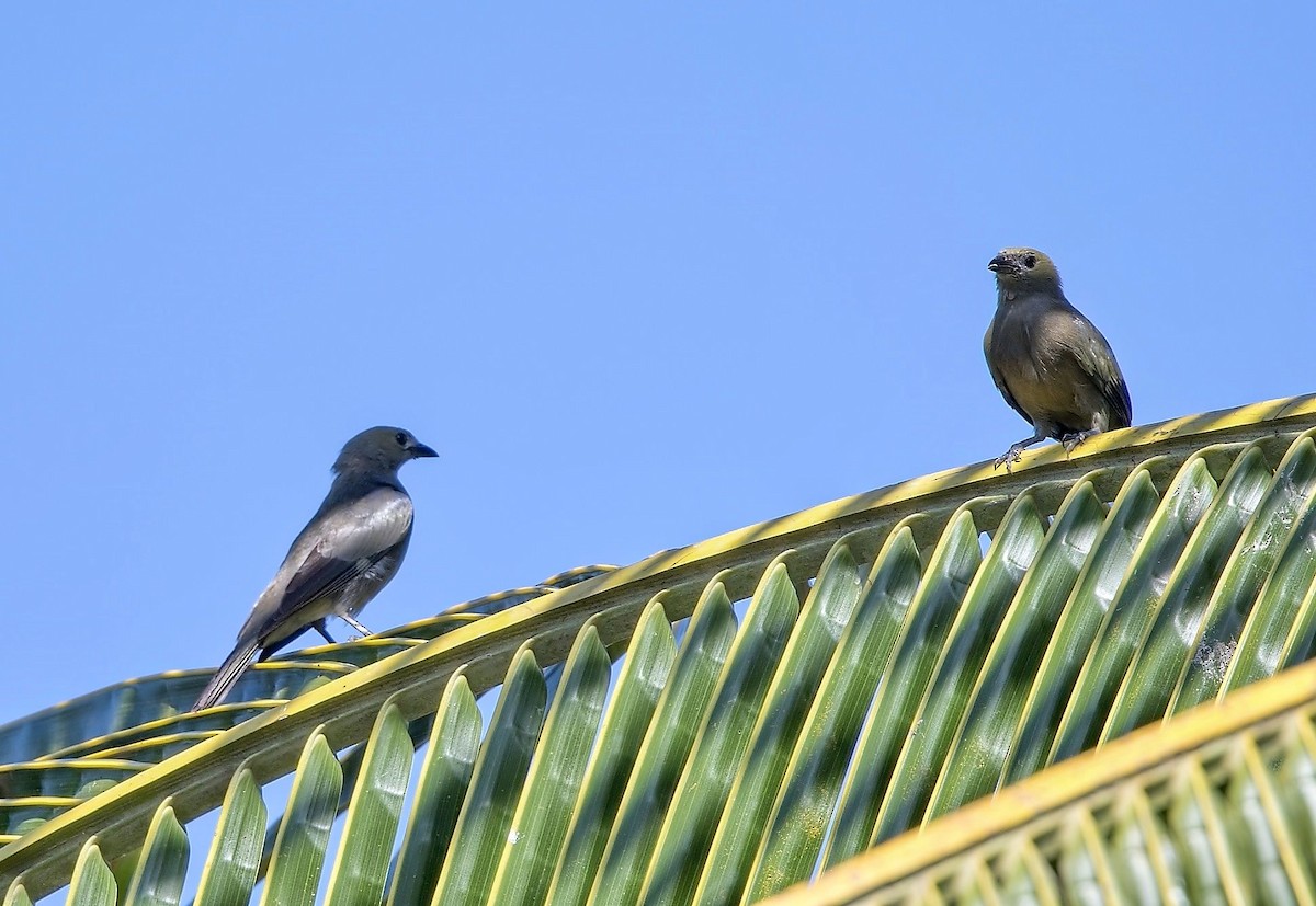 Palm Tanager - ML646288622