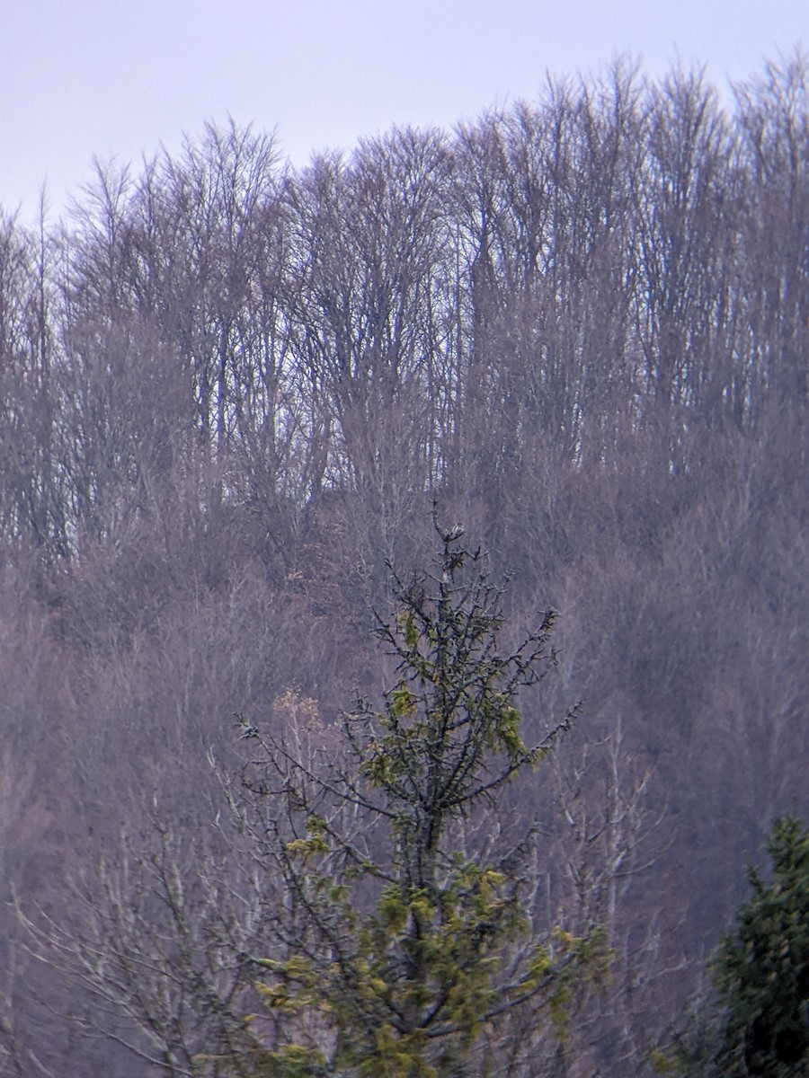 kulíšek nejmenší - ML646288623