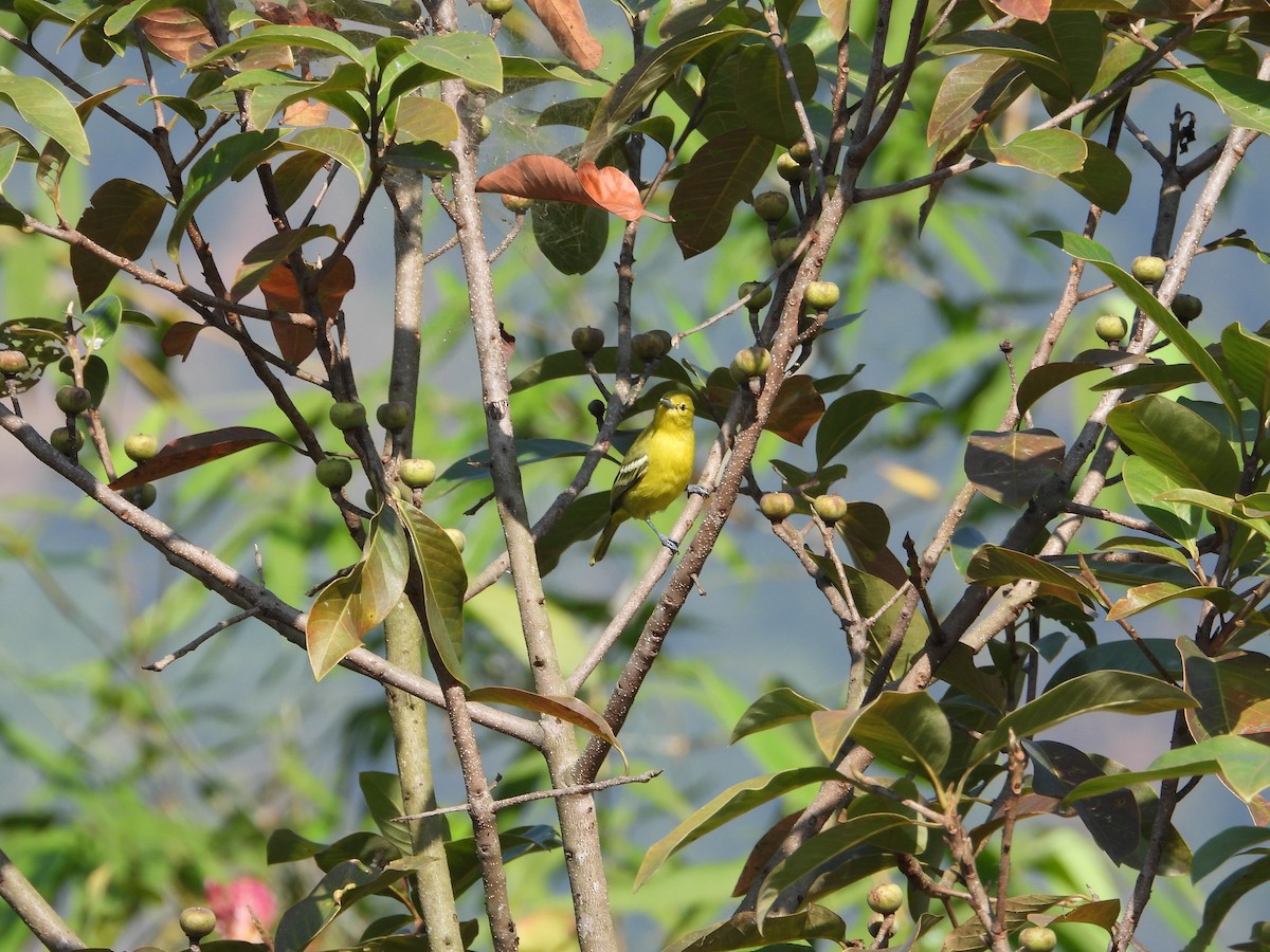 jora černokřídlá - ML646288624