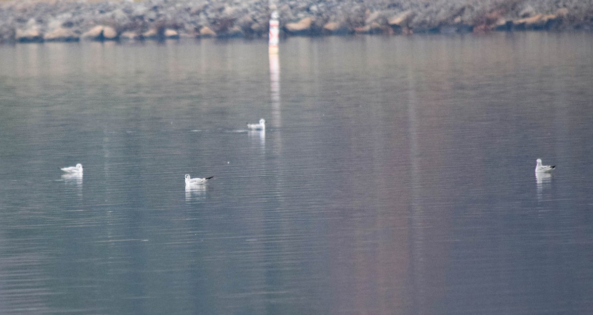 racek Bonapartův - ML646288626