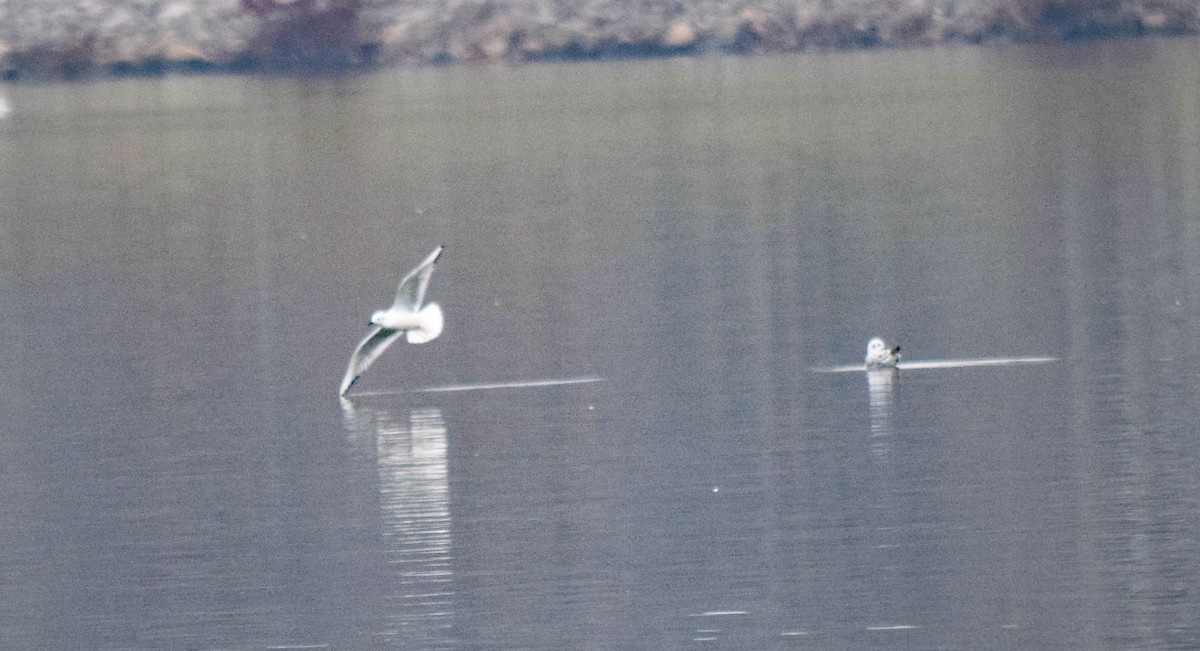 racek Bonapartův - ML646288627