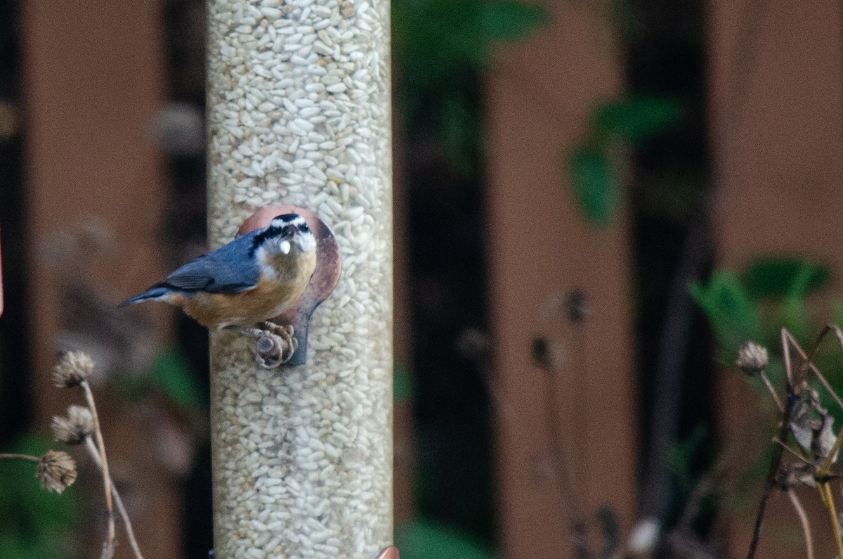 Повзик канадський - ML646288634