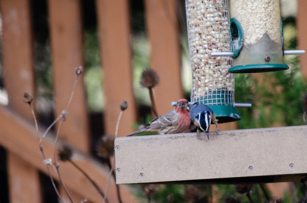 Повзик канадський - ML646288635