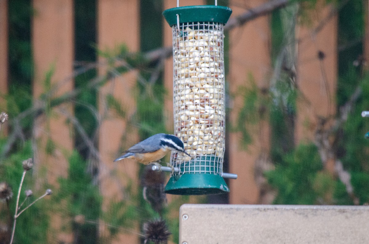 Повзик канадський - ML646288636