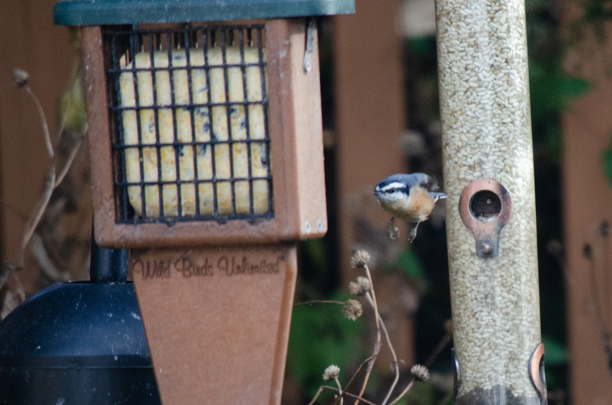 Повзик канадський - ML646288637