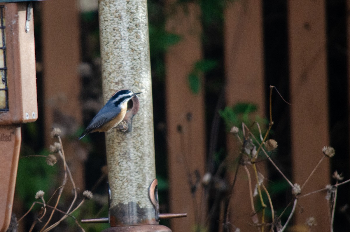 Повзик канадський - ML646288638