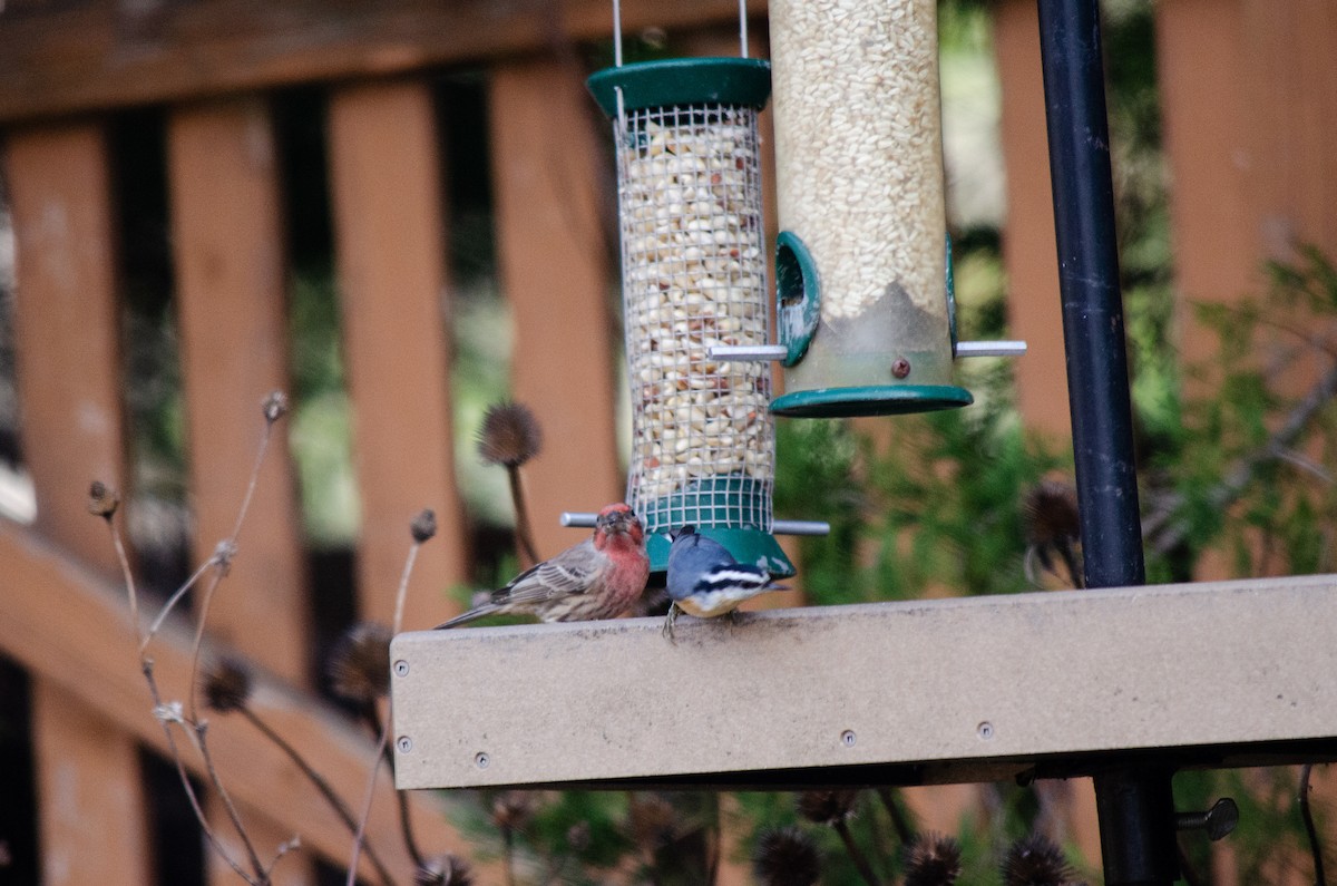 Повзик канадський - ML646288639