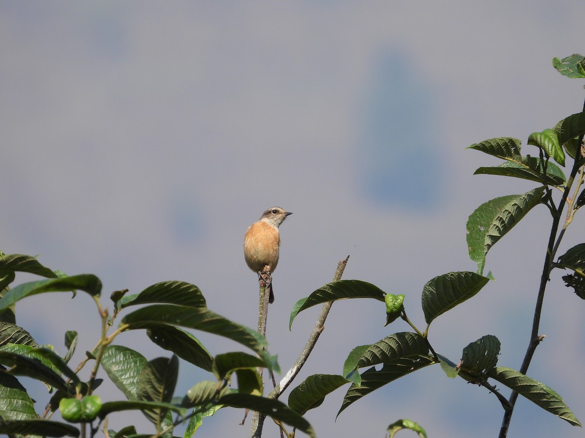 Siberian Stonechat - ML646288641