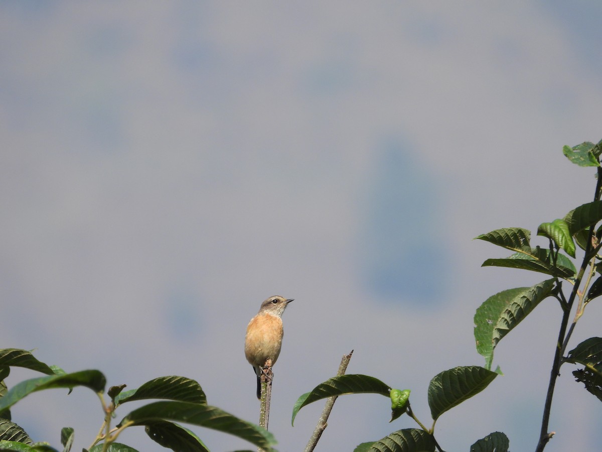Siberian Stonechat - ML646288643
