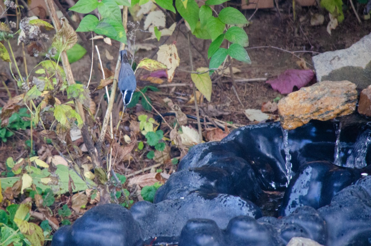 Повзик канадський - ML646288645