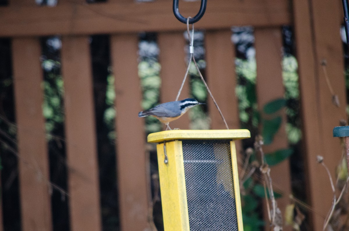 Повзик канадський - ML646288646