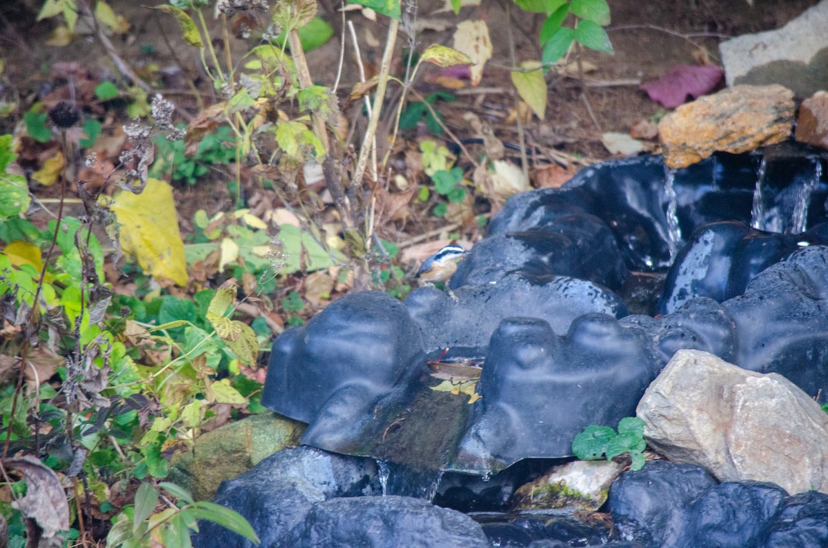 Повзик канадський - ML646288647