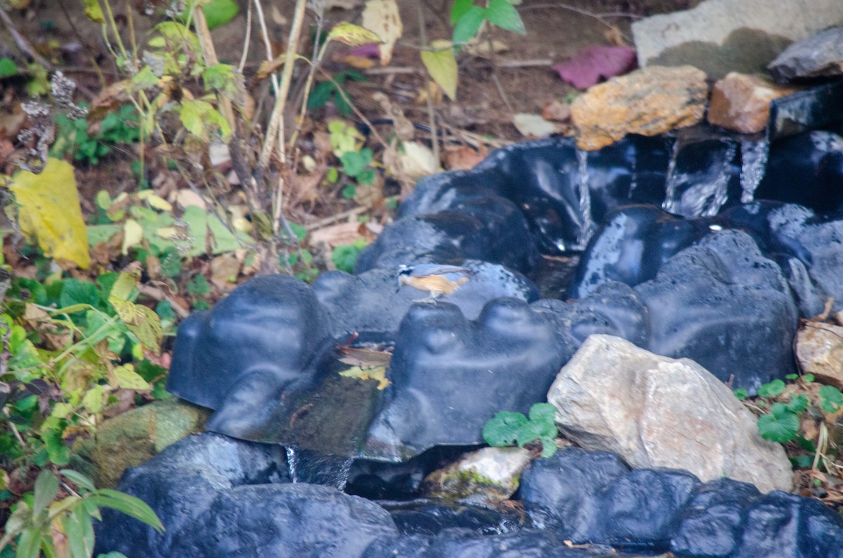 Повзик канадський - ML646288648