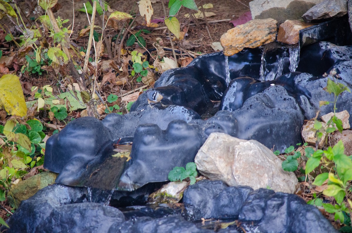 Повзик канадський - ML646288649