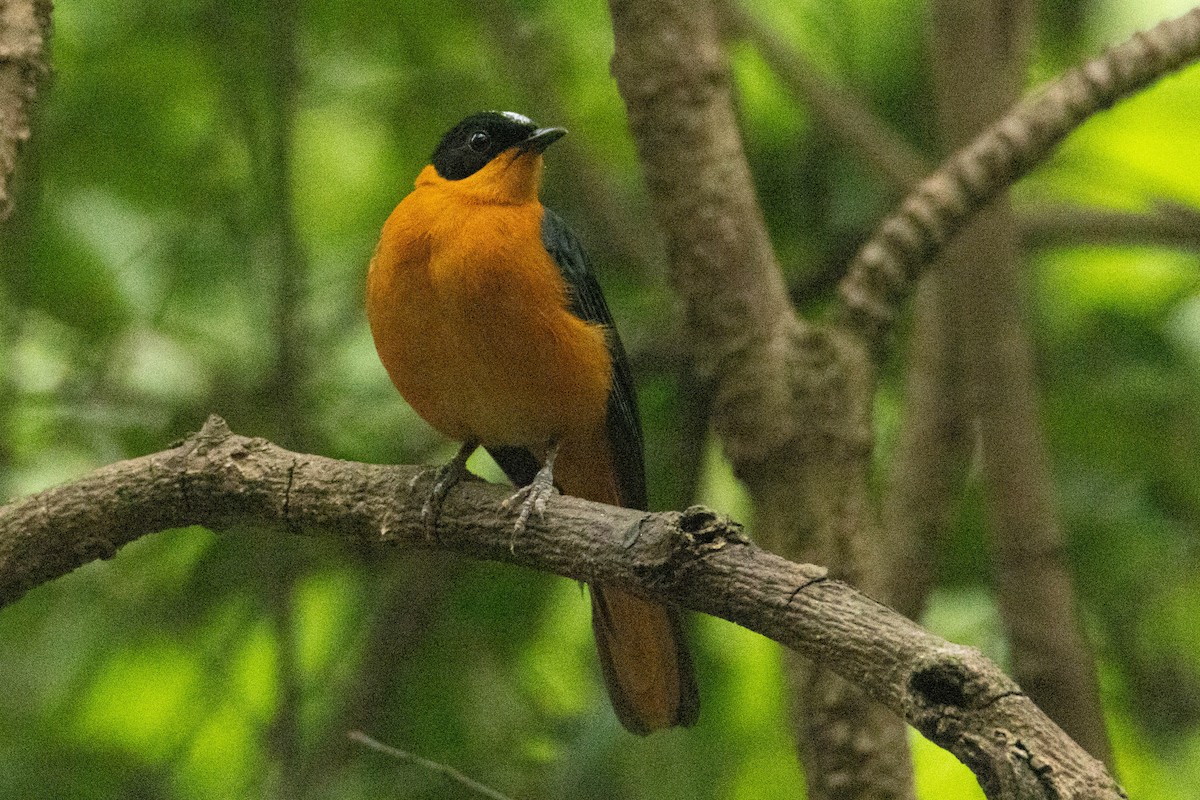 Snowy-crowned Robin-Chat - ML646288653
