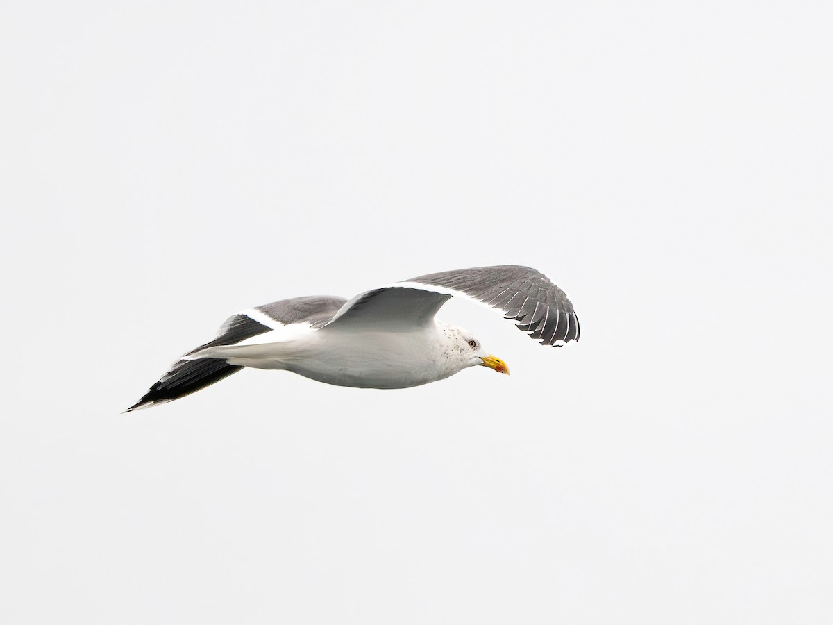 Lesser Black-backed Gull - ML646288656