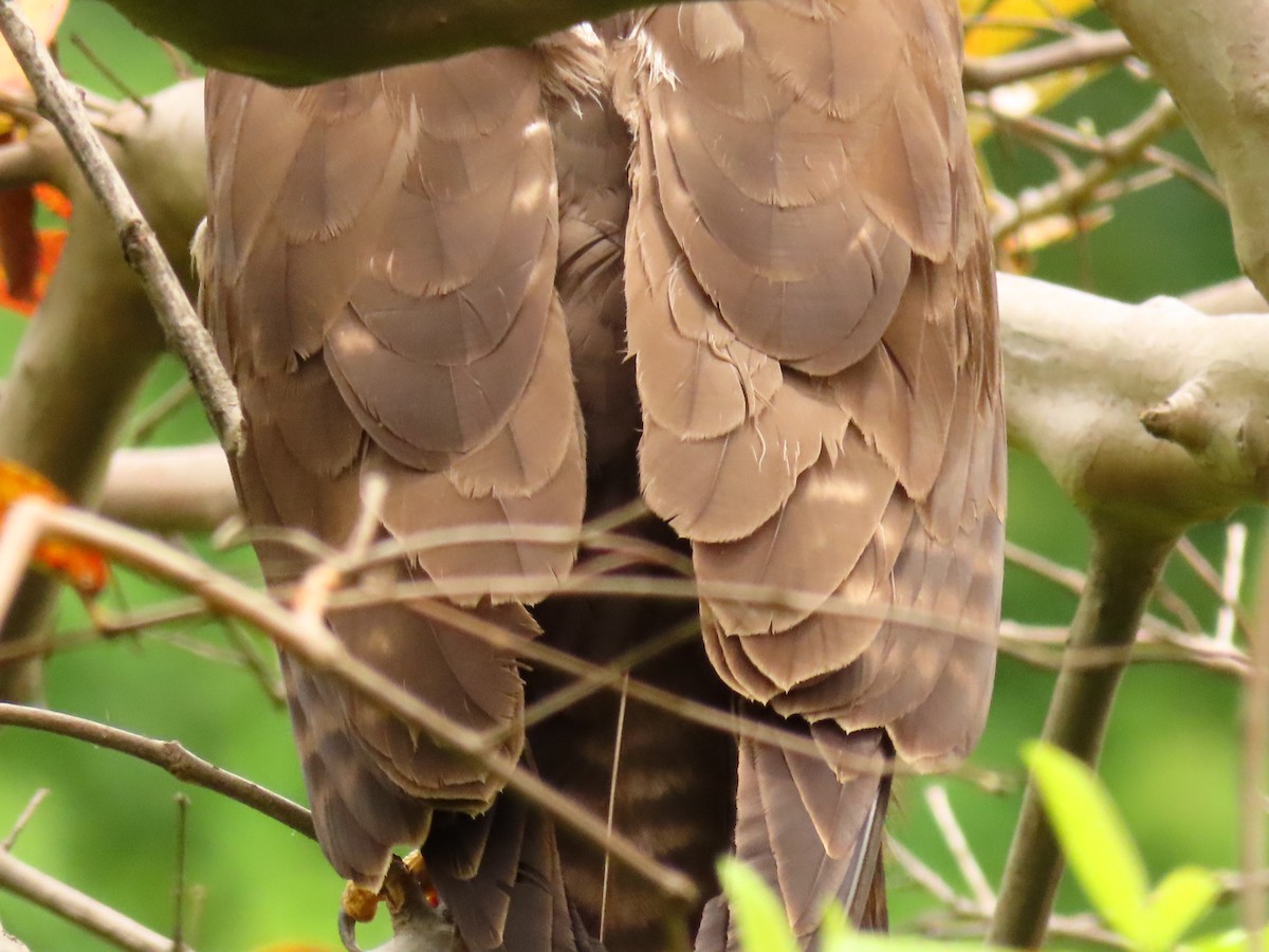 Long-crested Eagle - ML646288660