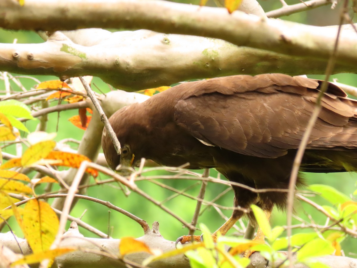 Long-crested Eagle - ML646288661