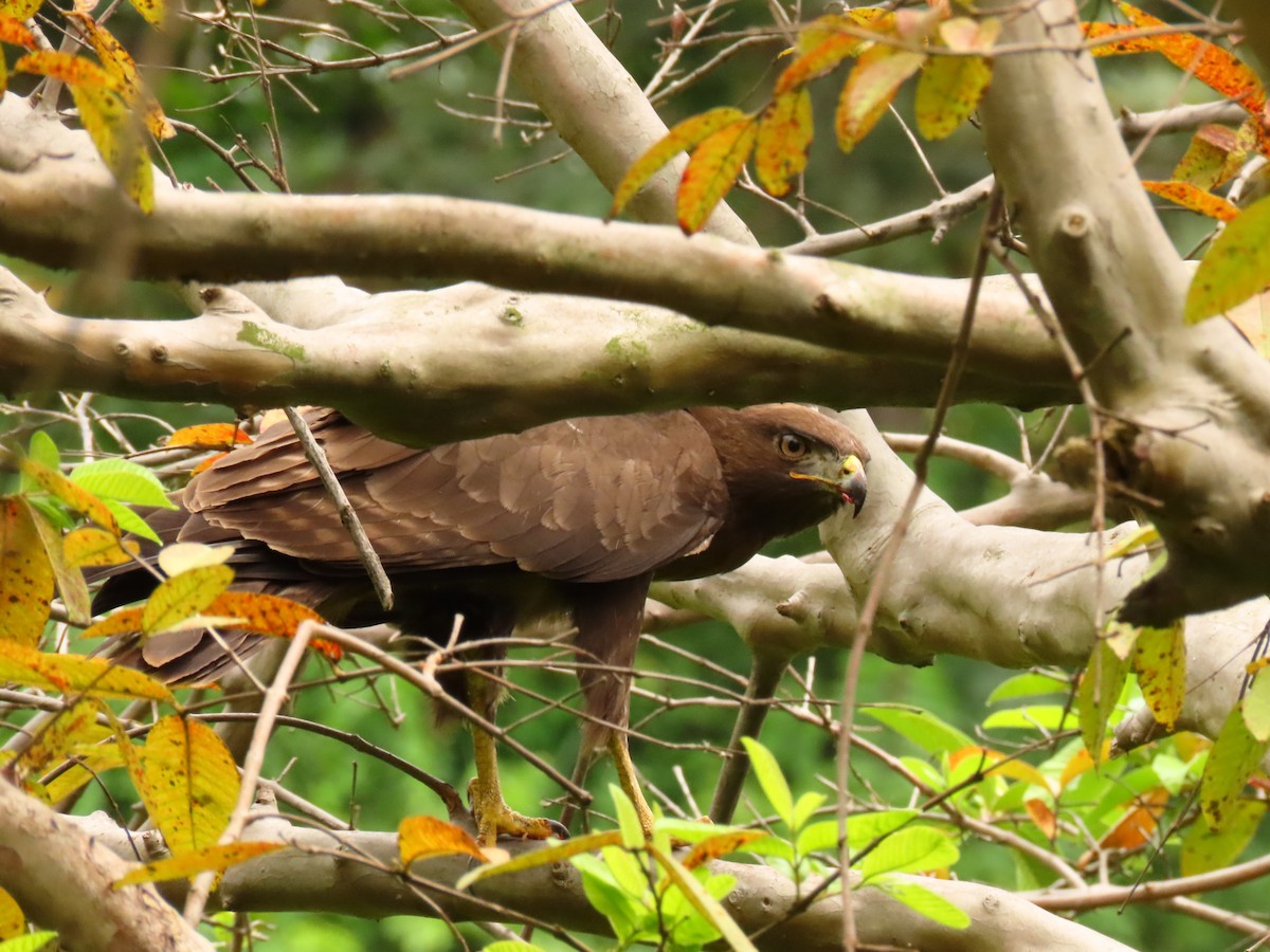 Long-crested Eagle - ML646288662