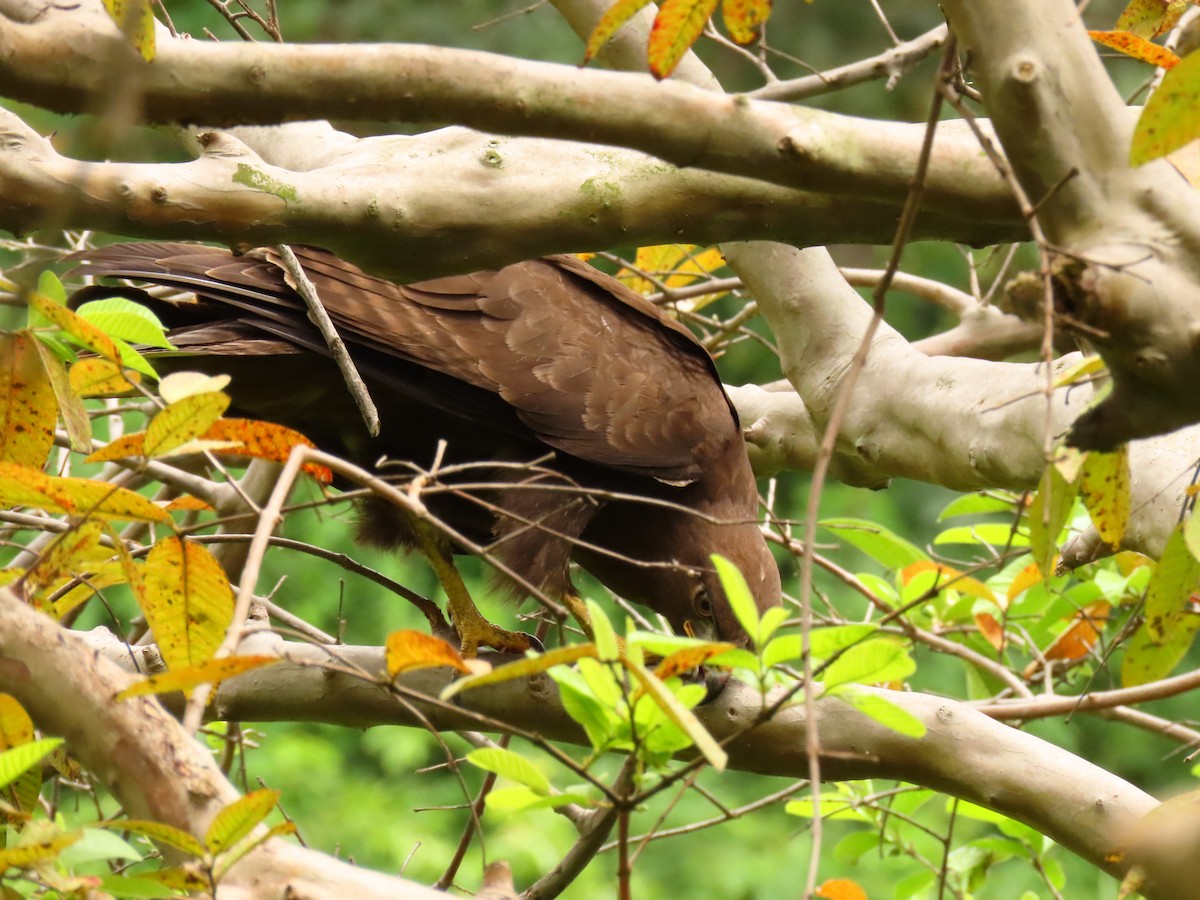 Long-crested Eagle - ML646288663