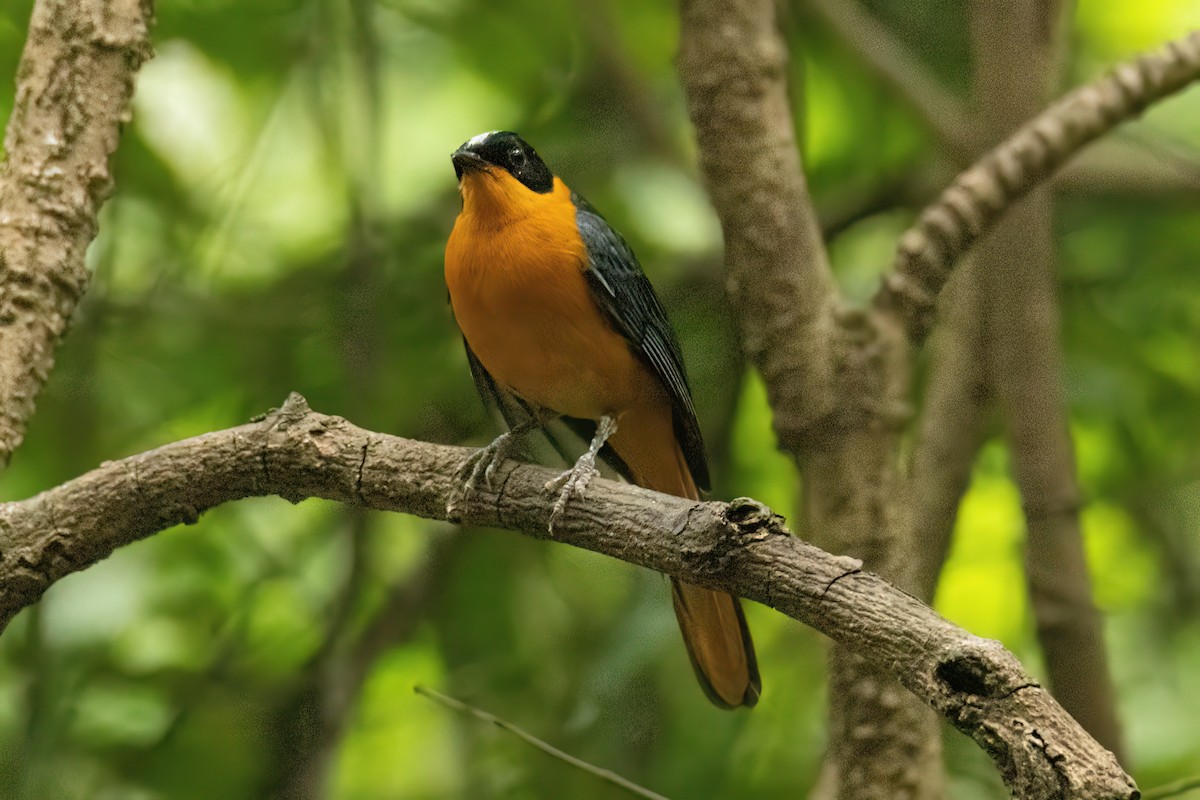 Snowy-crowned Robin-Chat - ML646288664