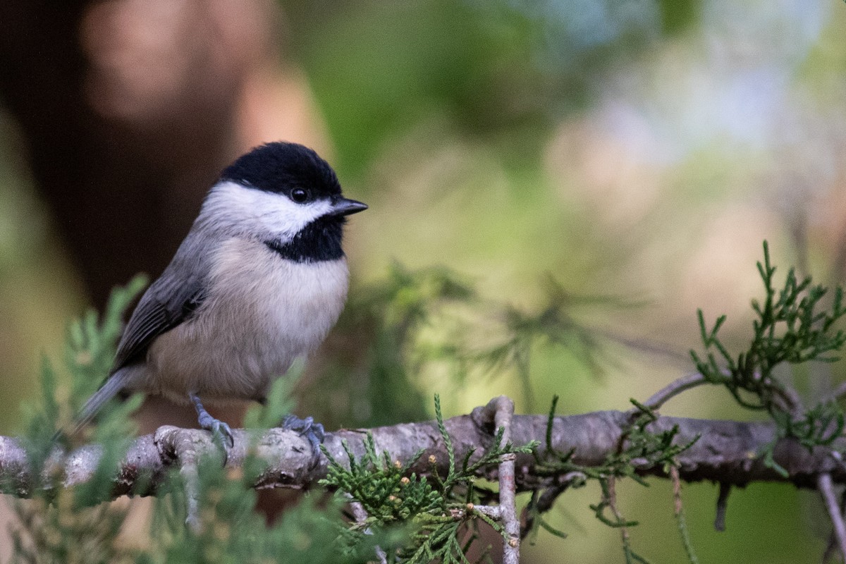 Гаїчка каролінська - ML646288668