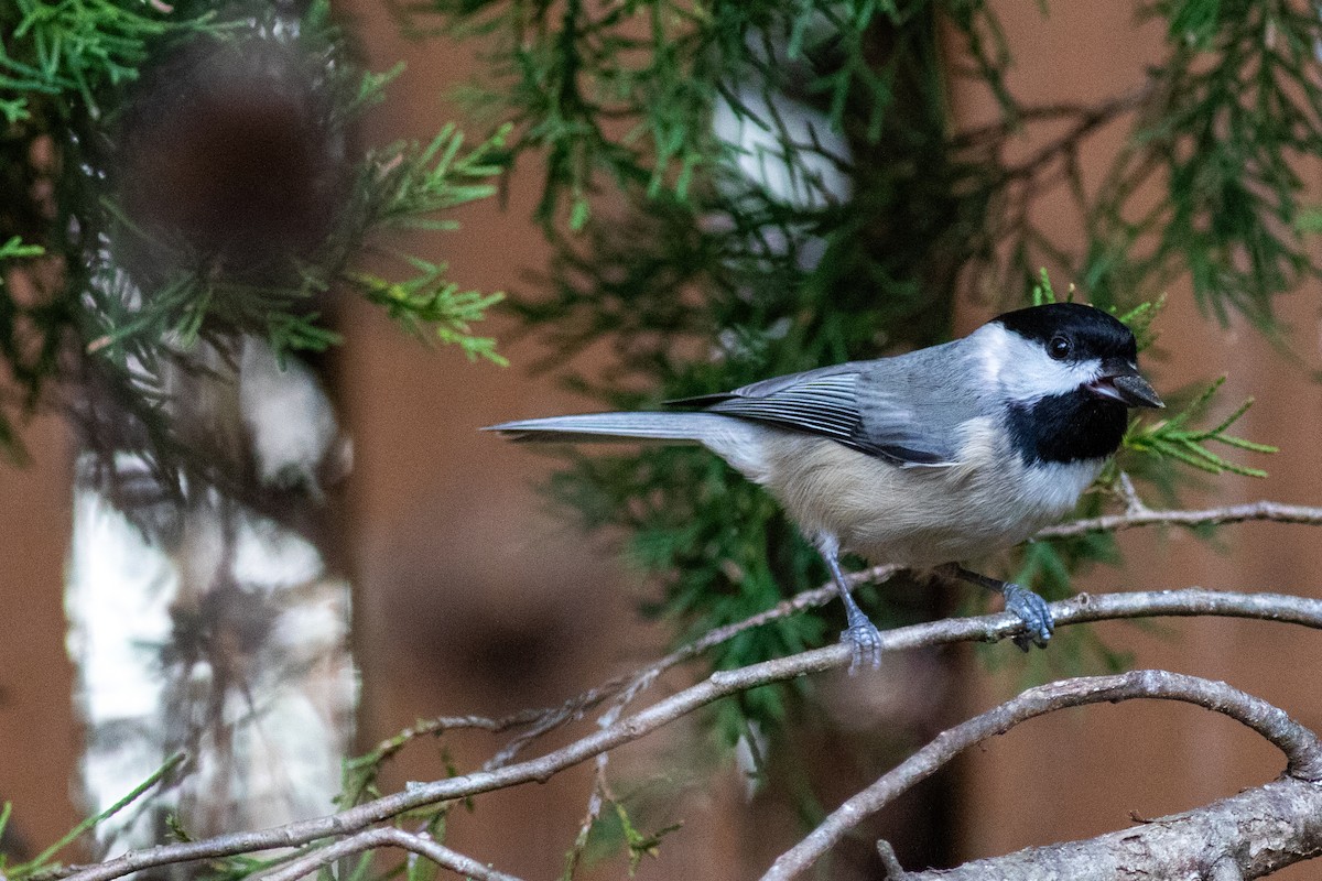 Гаїчка каролінська - ML646288669