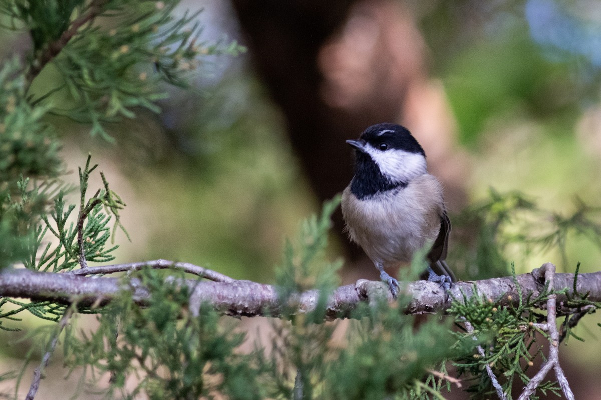Гаїчка каролінська - ML646288670