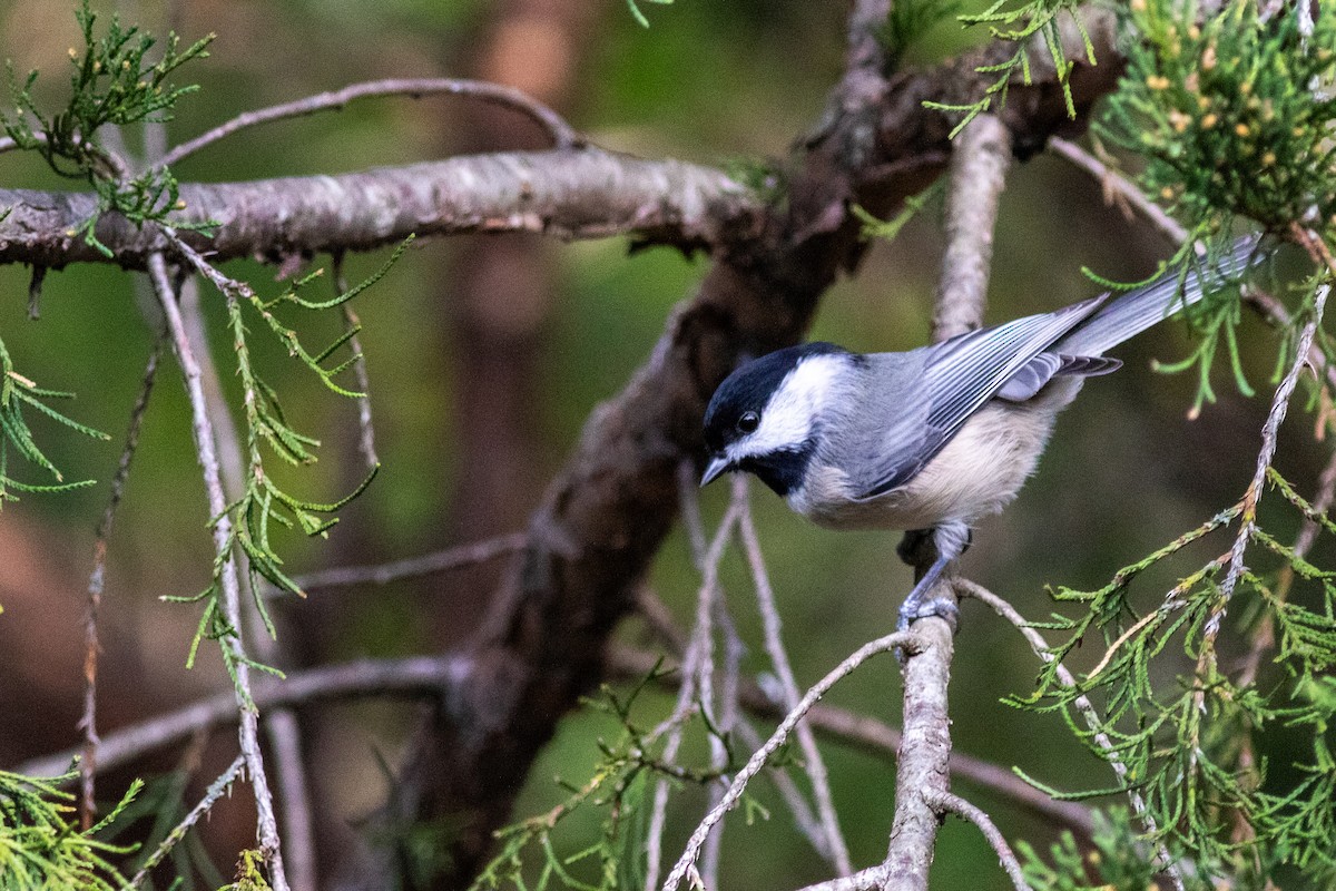 Гаїчка каролінська - ML646288671