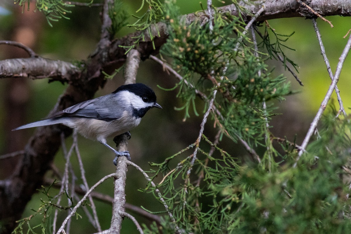 Гаїчка каролінська - ML646288672