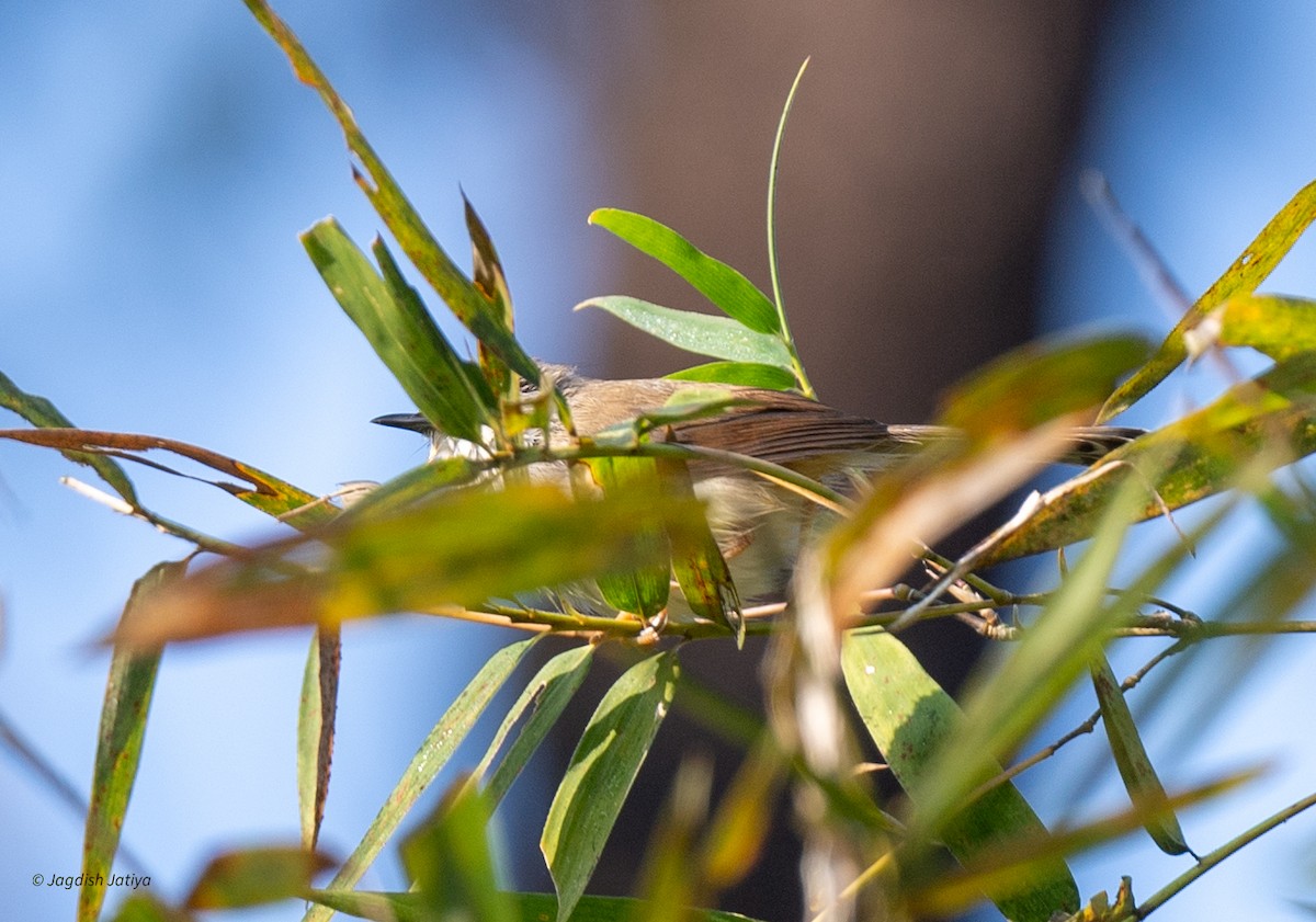 Gray-breasted Prinia - ML646288673