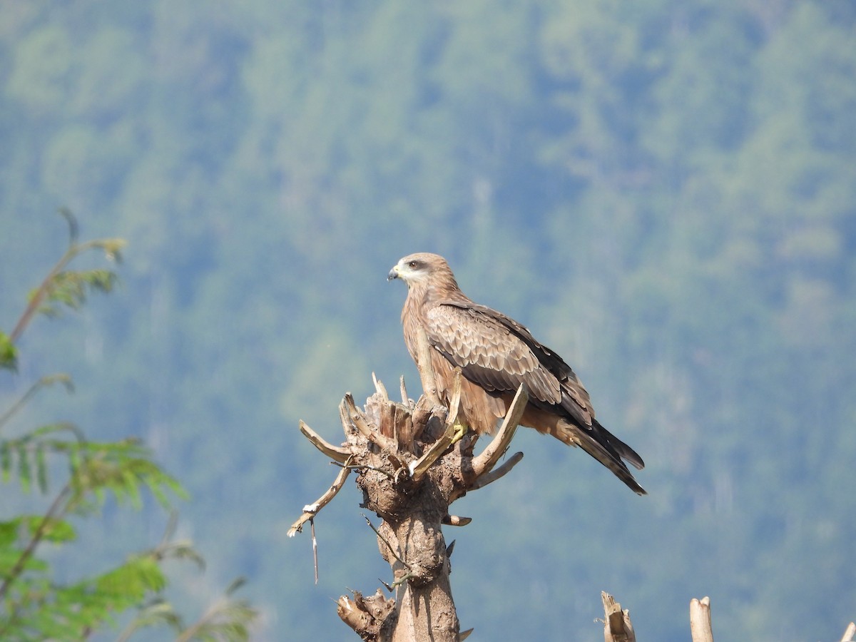 Black Kite - ML646288678