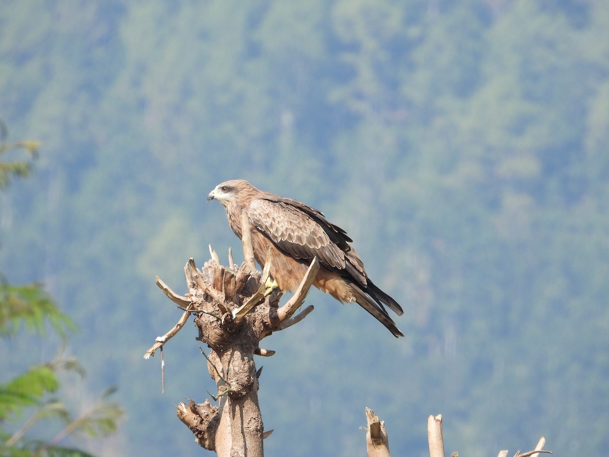 Black Kite - ML646288679