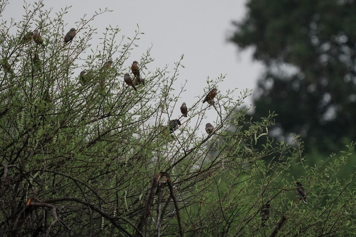 Jungle Myna - ML646288682