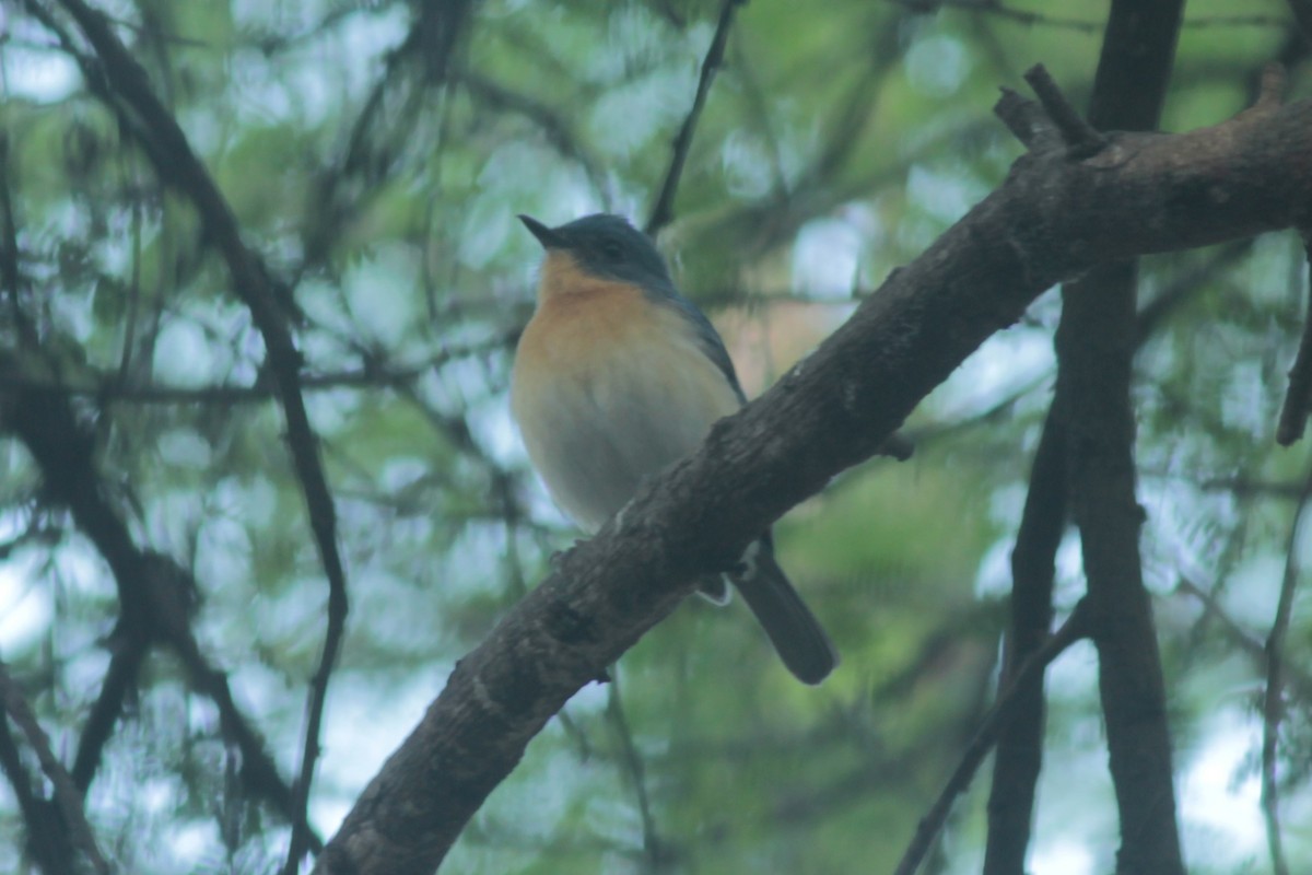 Tickell Mavi Sinekkapanı - ML646288683