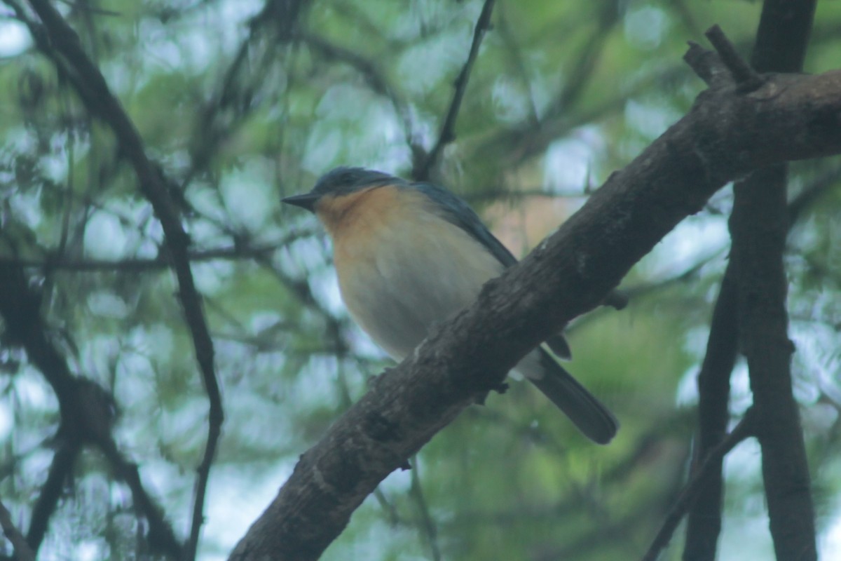 Tickell Mavi Sinekkapanı - ML646288684